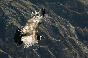 Condor_flying_over_the_Colca_canyon_in_Peru